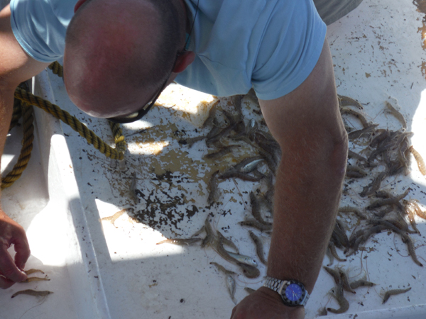 sorting through the catch